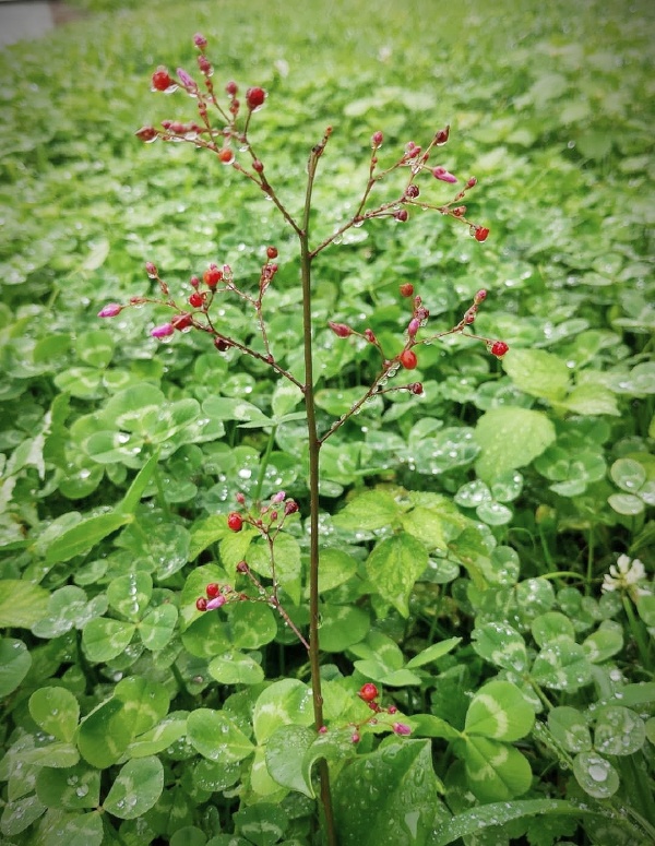 栌兰 王胖的视界