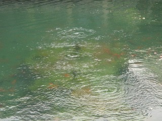 IMG_0008.JPG