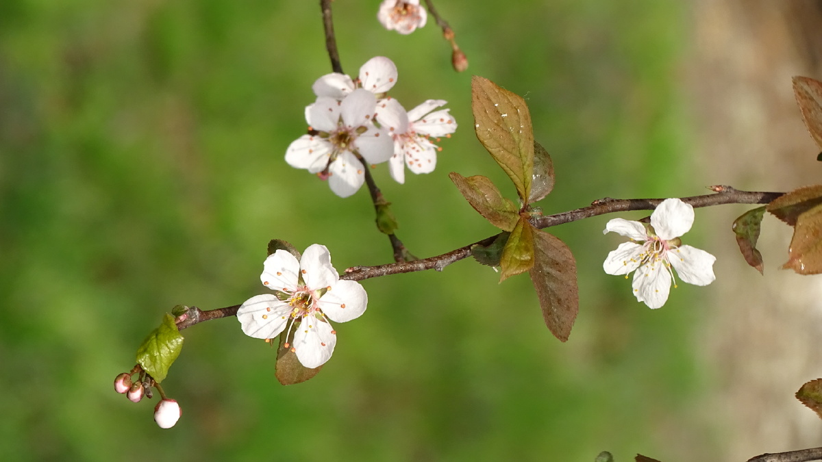 路边拍摄,早上八点半,顺光.