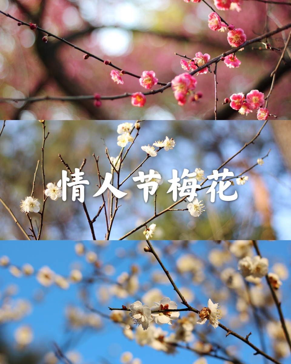 杭州植物园情人节这天的梅花