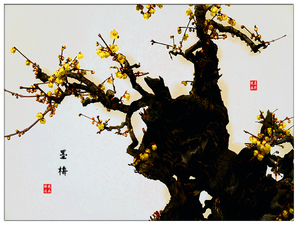 墨梅