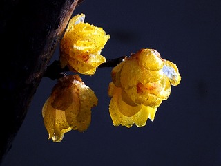 DSCF3387_