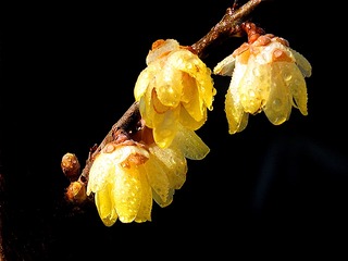 DSCF3459_