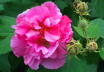 芙蓉花1