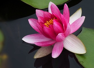睡莲3