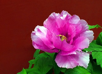 牡丹花