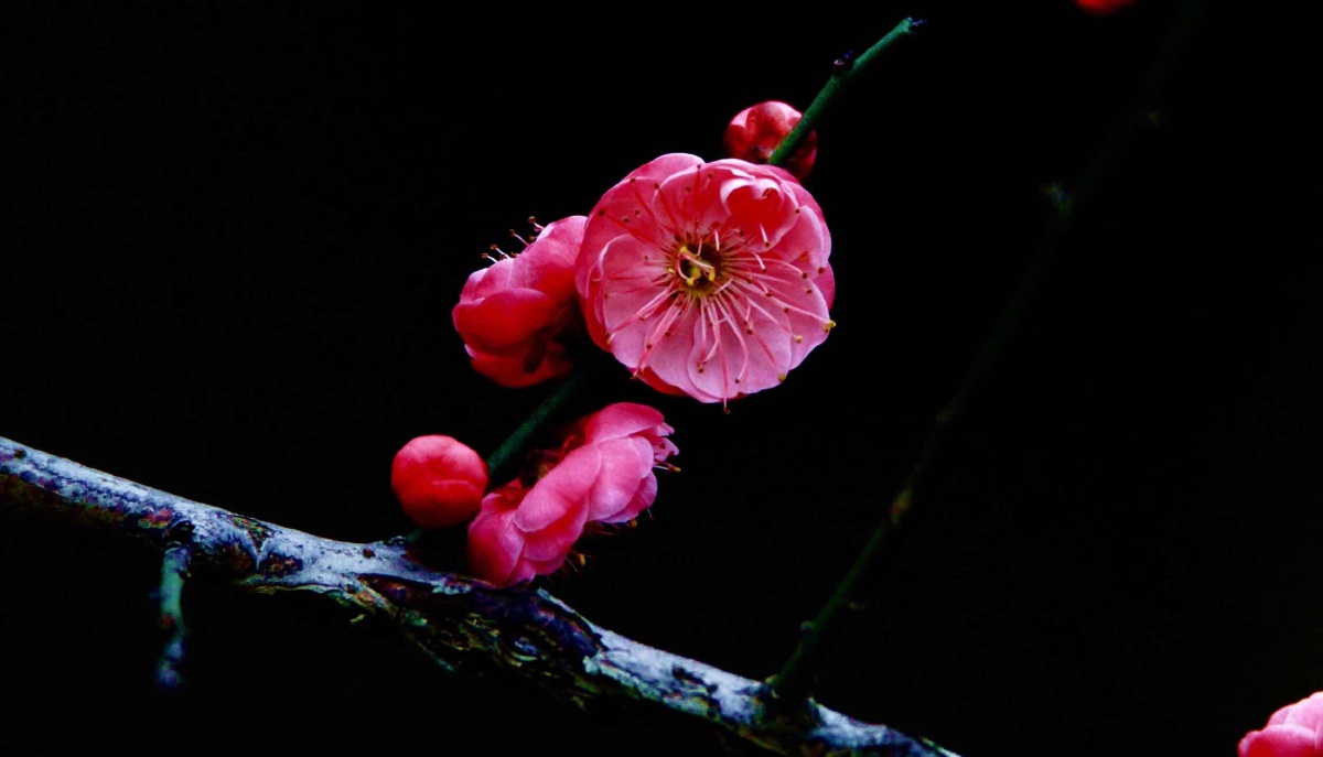 傲雪红梅艳,争春紫蕊鲜.