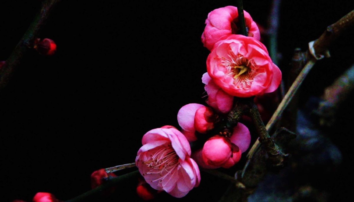 傲雪红梅艳,争春紫蕊鲜.