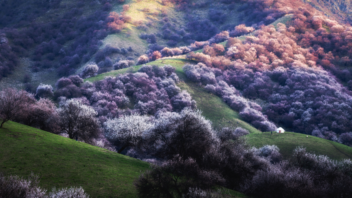 养蜂女向往的地方那拉提杏花沟