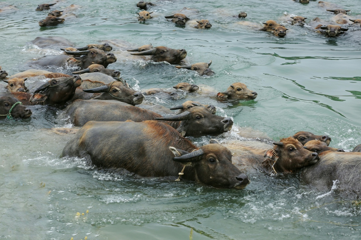 四川蓬安百牛渡江壮观