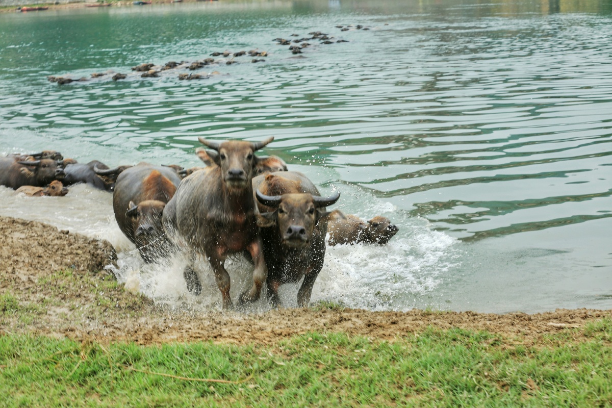 四川蓬安 百牛渡江壮观