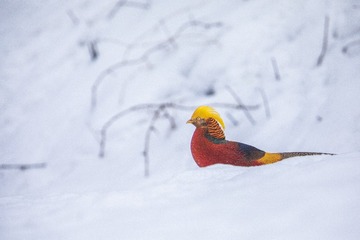 11503
