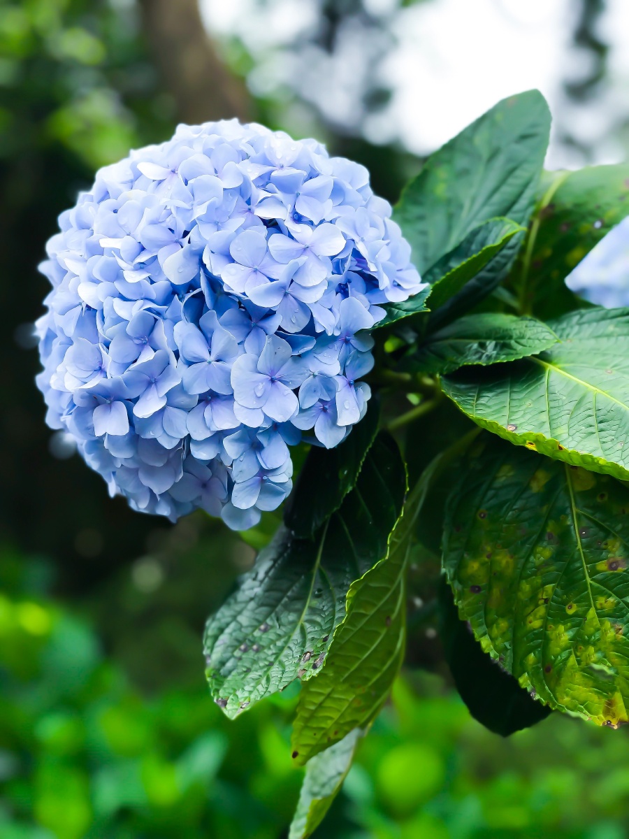 好大一朵绣球花 - 等小雪 - 图虫