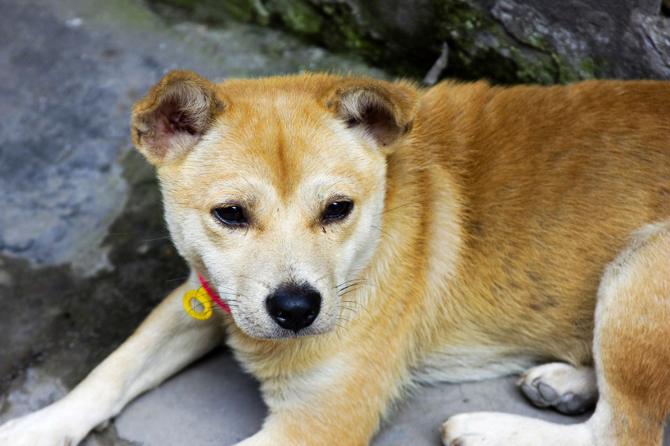 重庆磁器口的狗狗