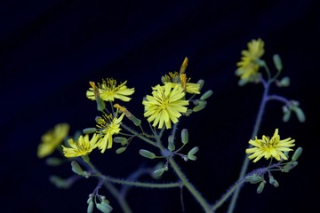 野菊花.jpg