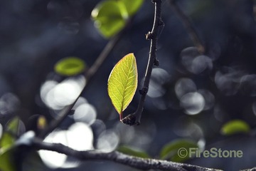 一片绿叶(小）