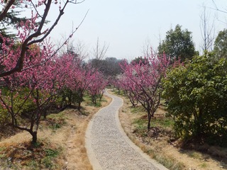 2012梅花山 (86).JPG