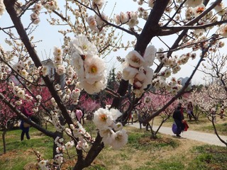 2012梅花山 (92).JPG