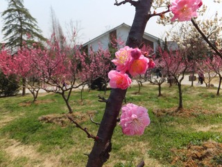 2012梅花山 (94).JPG