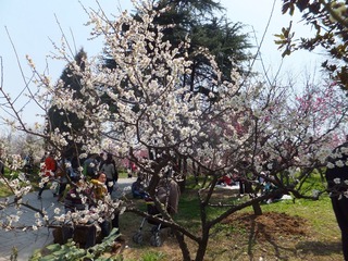 2012梅花山 (106).JPG