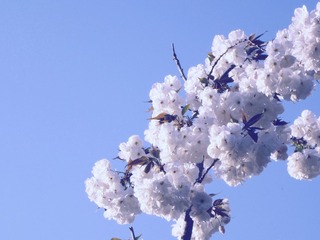 IMG_2521.JPG
