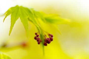 _DSC1452