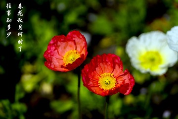 _DSC1409