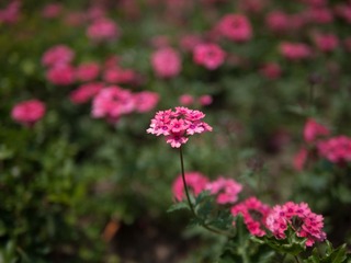 _1020652.jpg