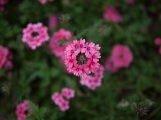 _1020675.jpg