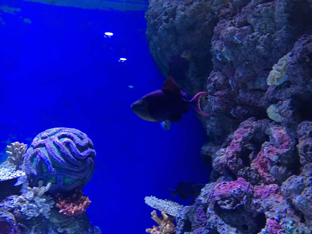 四川双流海洋馆