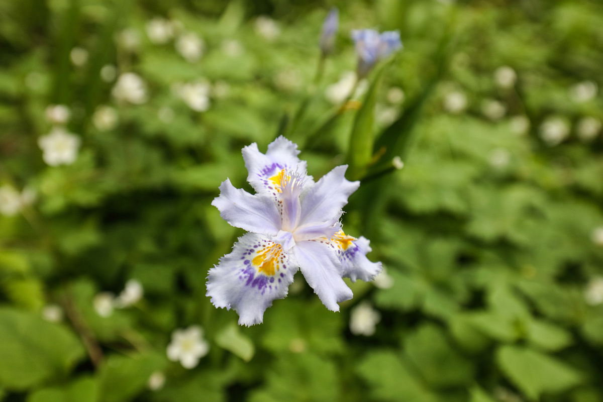 白蝴蝶花(白蝴蝶花花语象征与寓意)