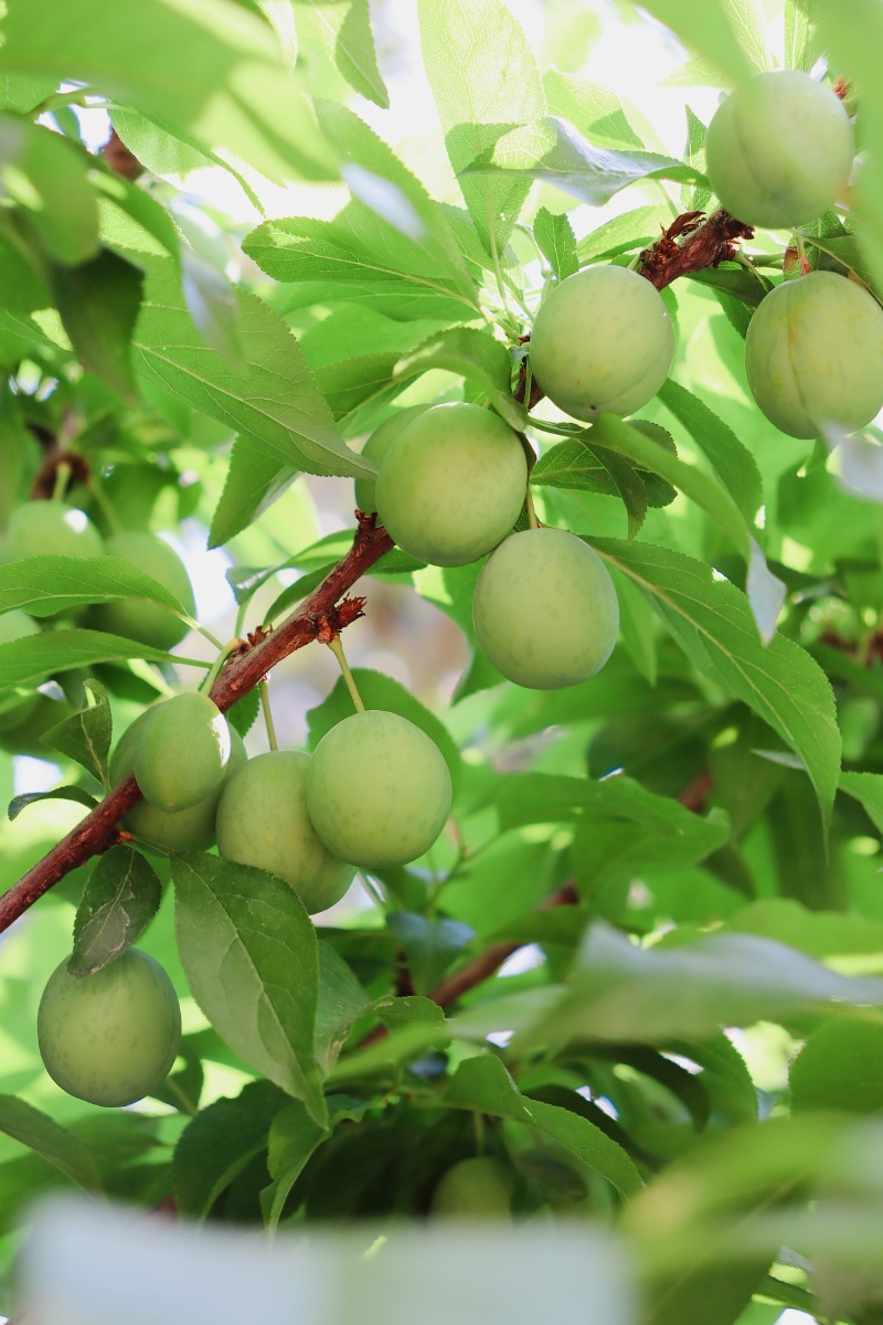 青果- 牧靡 - 图虫