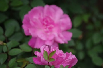 IMGP0320.JPG