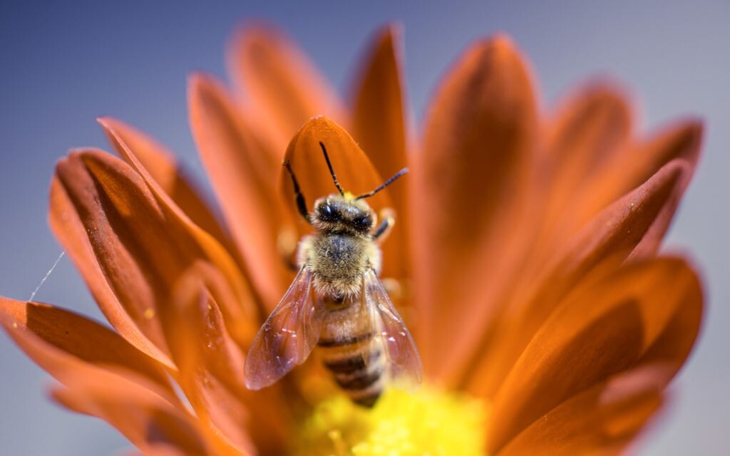 小蜜蜂和菊花