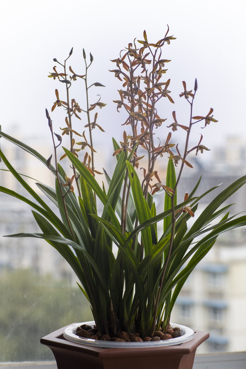 兰花墨兰报岁兰