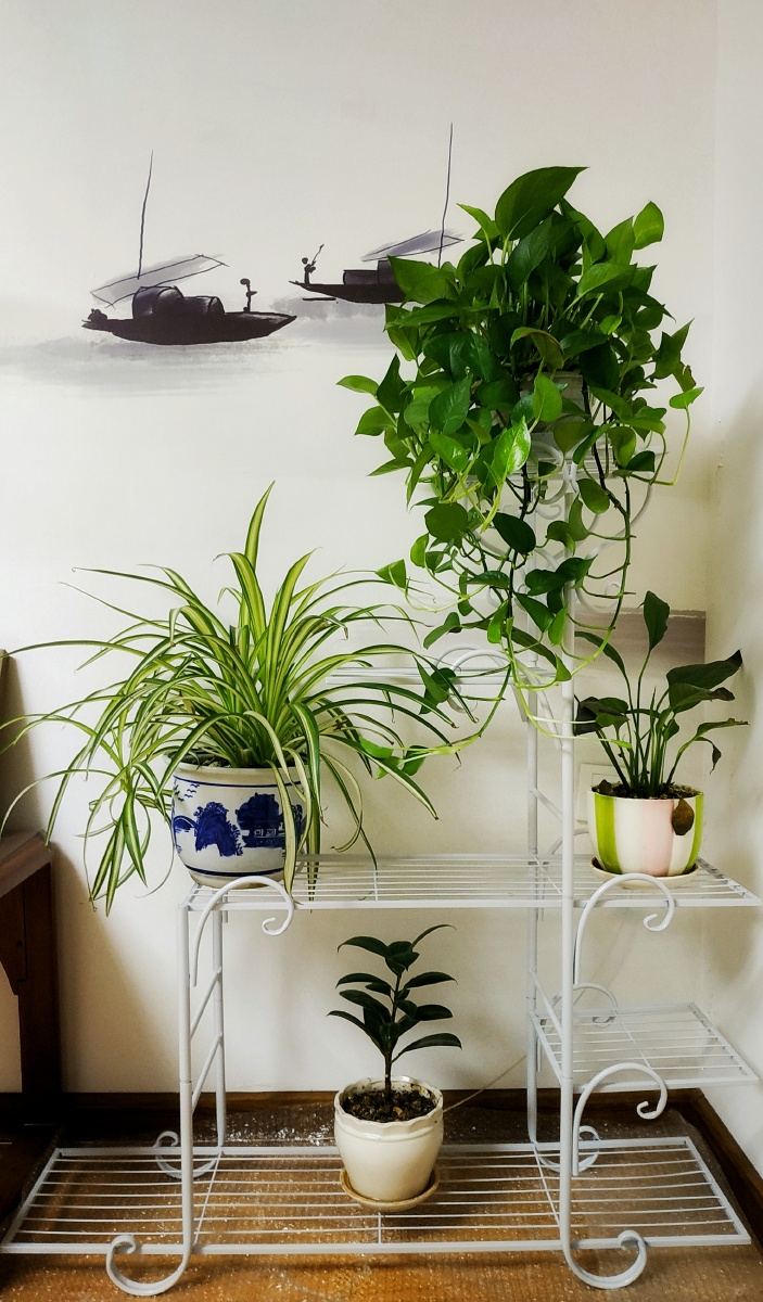 手机摄影室内盆栽