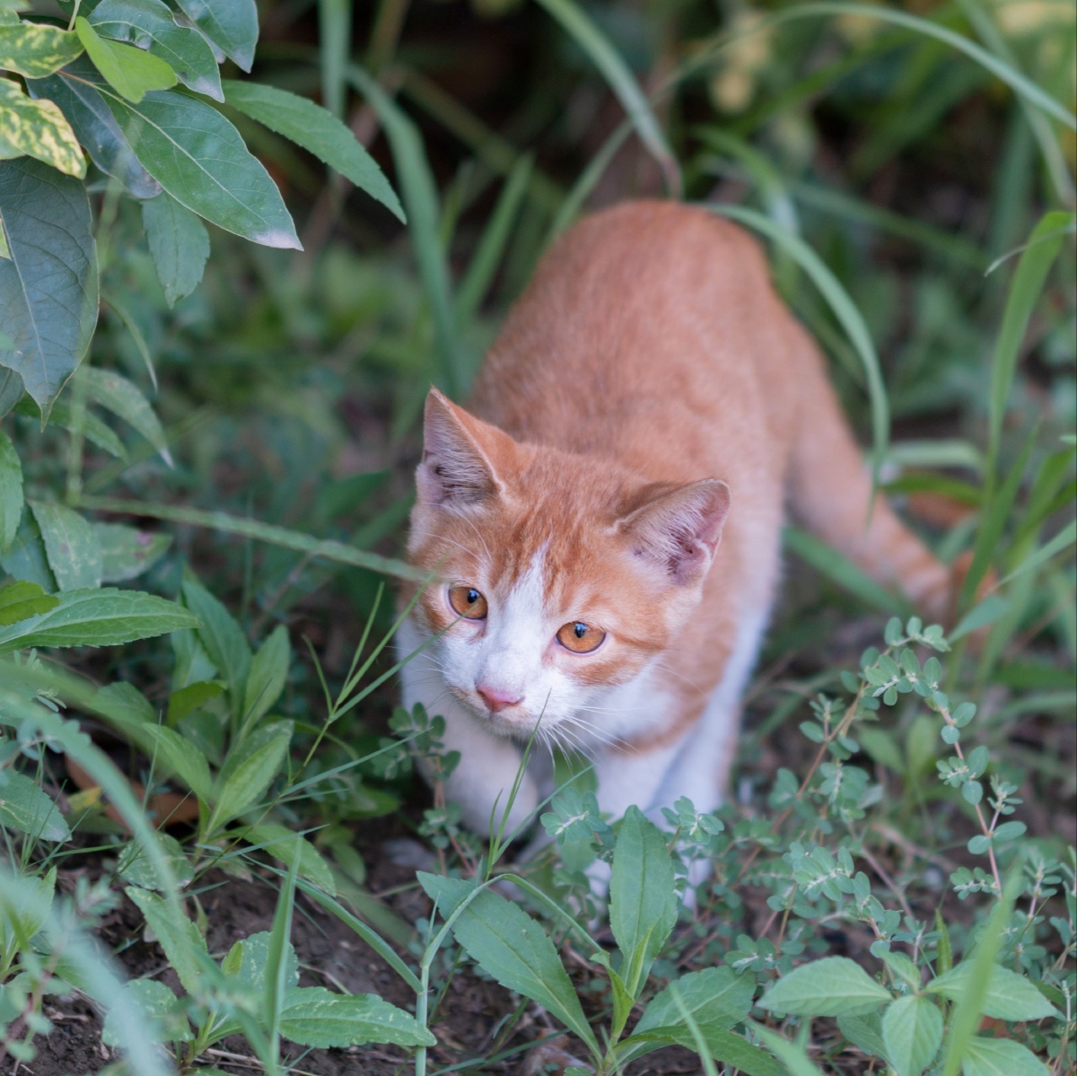 小野猫 - 可爱小熊