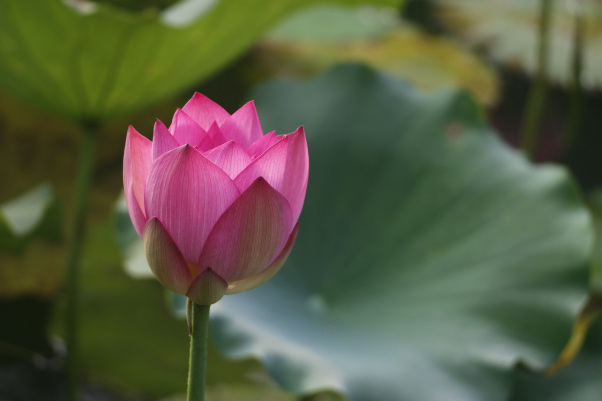 似此艳红透碧落,谁与魂销夏日荷?