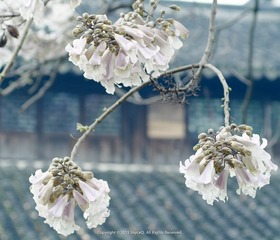DSC_4909-编辑.jpg