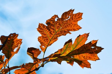 _DSC8895