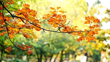 _DSC8894_1