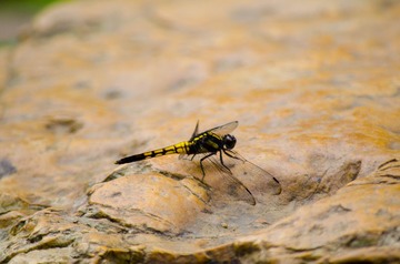 DSC_0056副.jpg