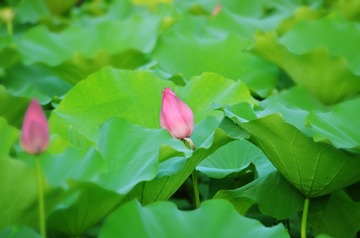 DSC_0013副.jpg