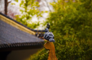 DSC_0399副