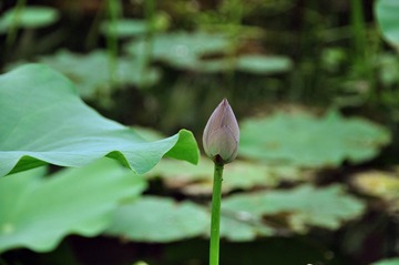 798废弃工厂中的绿色