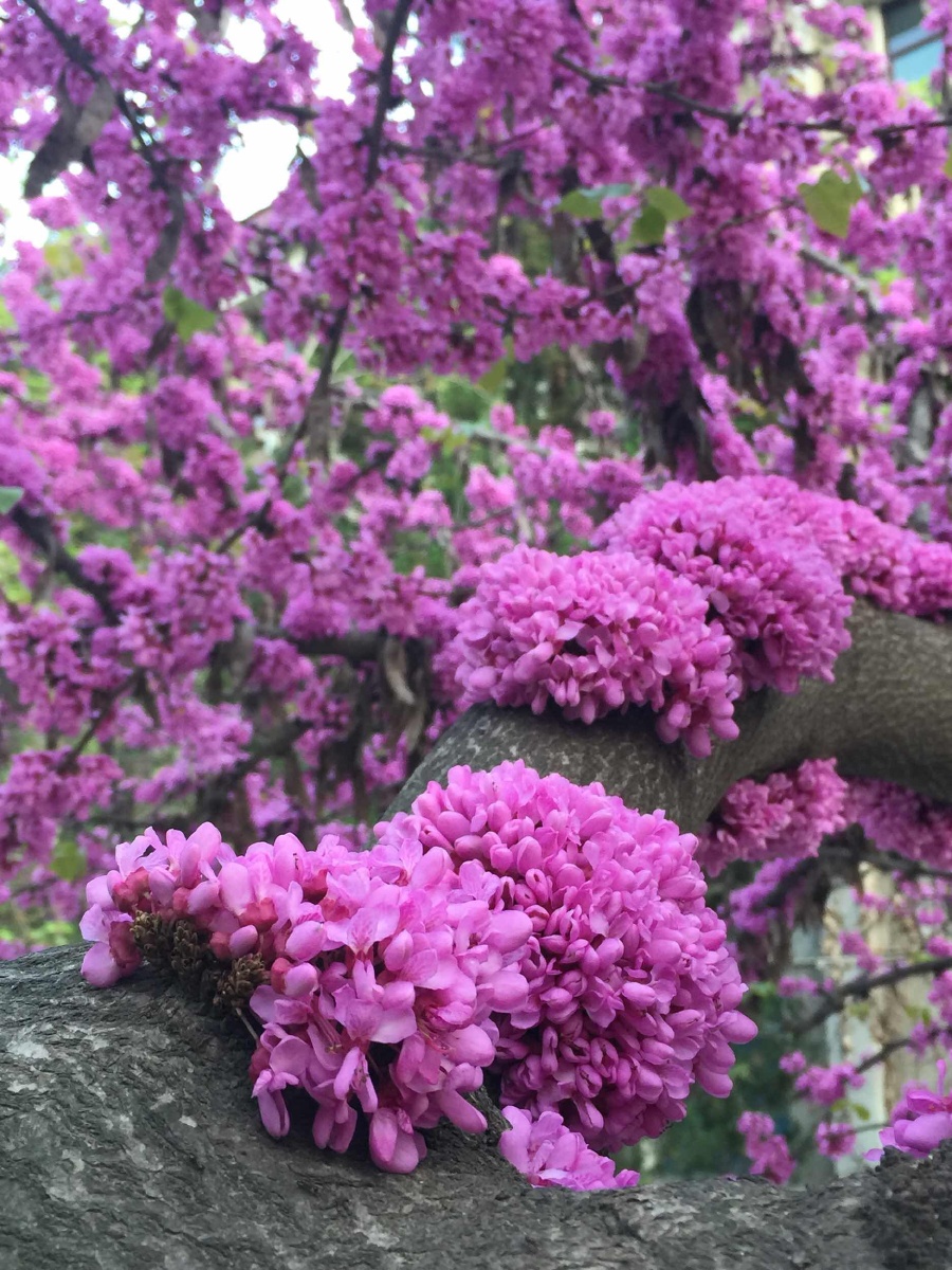 紫荆花树