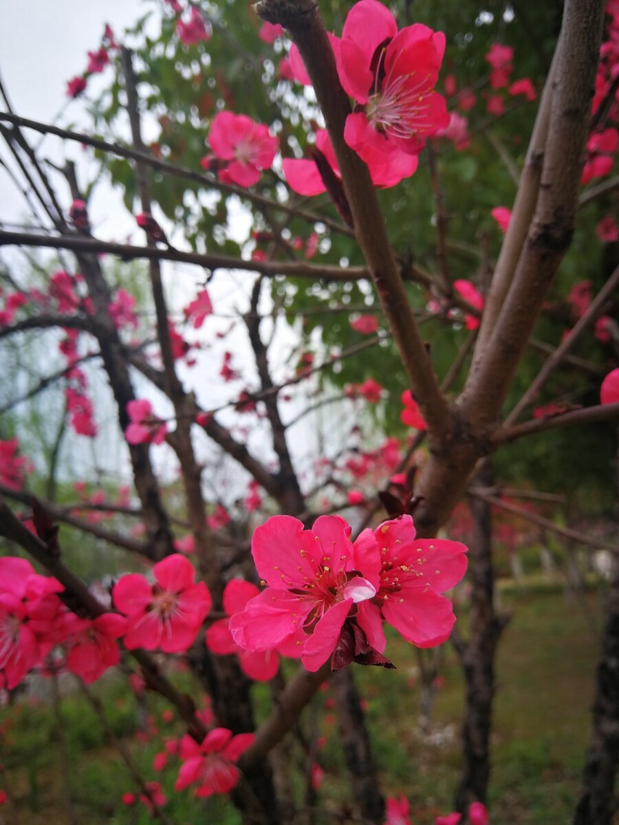 紫叶桃花