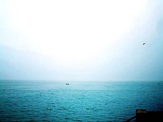 海天与鸟