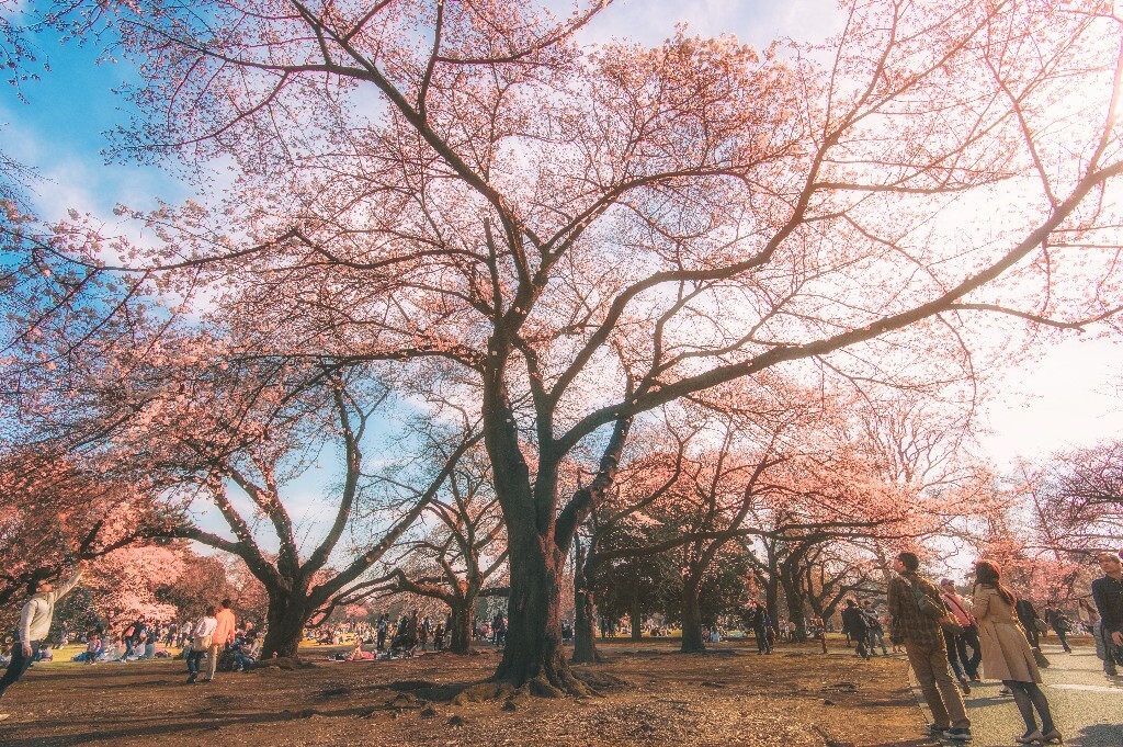 日本上野樱花祭