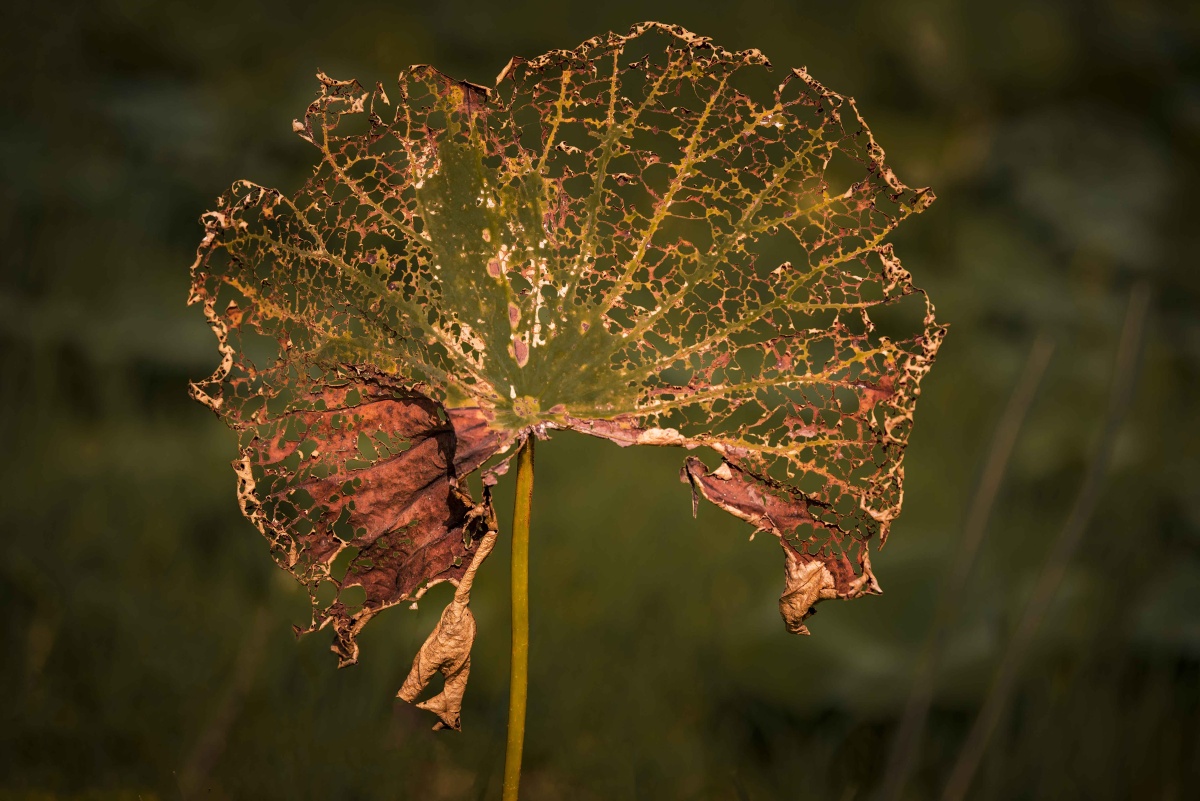 入秋的荷也开始枯黄,荷叶干枯只剩经脉交错有序,那缕空如